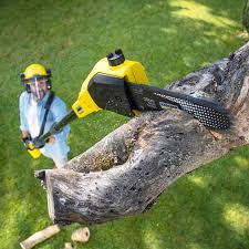 Best Tree Removal  in New Kingman Butler, AZ