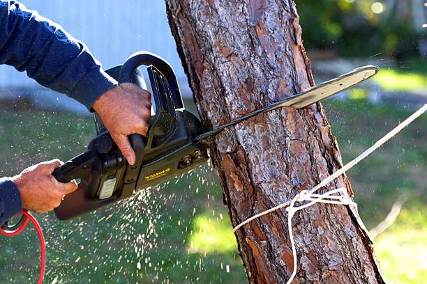 How Our Tree Care Process Works  in  New Kingman Butler, AZ